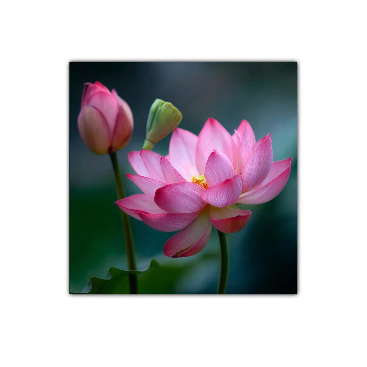 Flor de loto rosa en delicado contraste natural — imagen principal