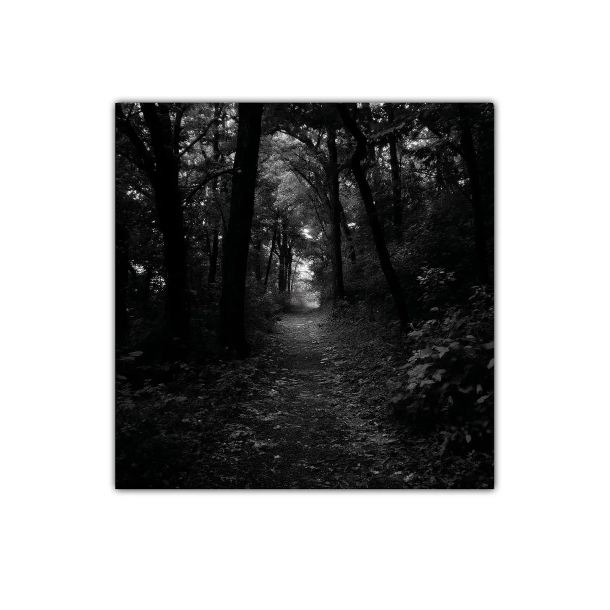 Camino misterioso en bosque oscuro y enigmático
