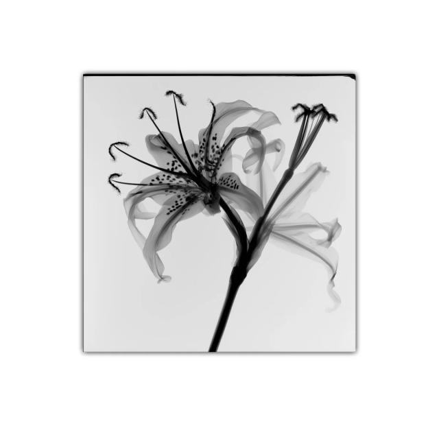 Flor de lirio en tonalidades grises y detalles delicados