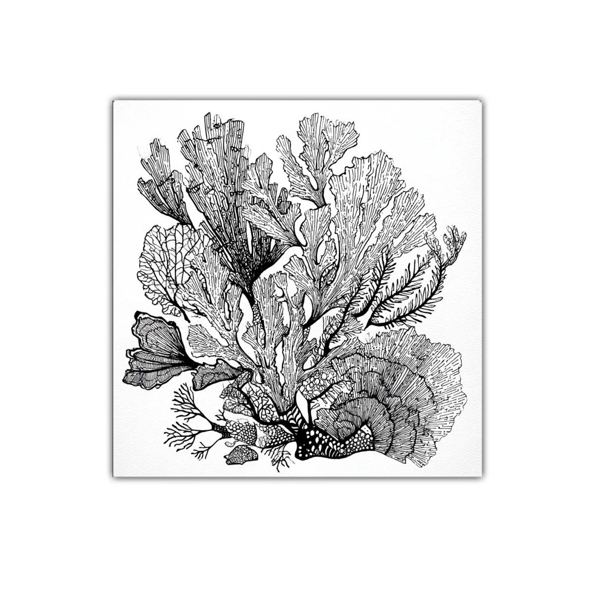 Composición orgánica de algas con delicados trazos en blanco y negro — imagen principal