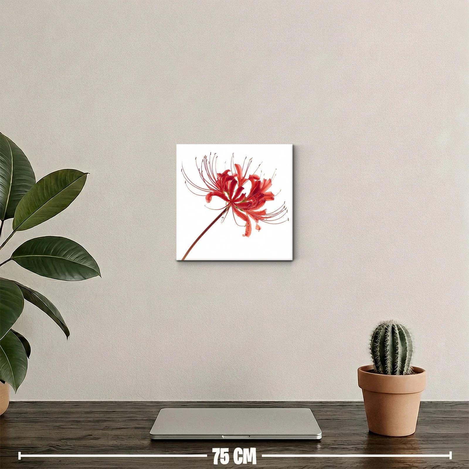 Flor roja elegante con delicados filamentos en blanco — miniatura 2