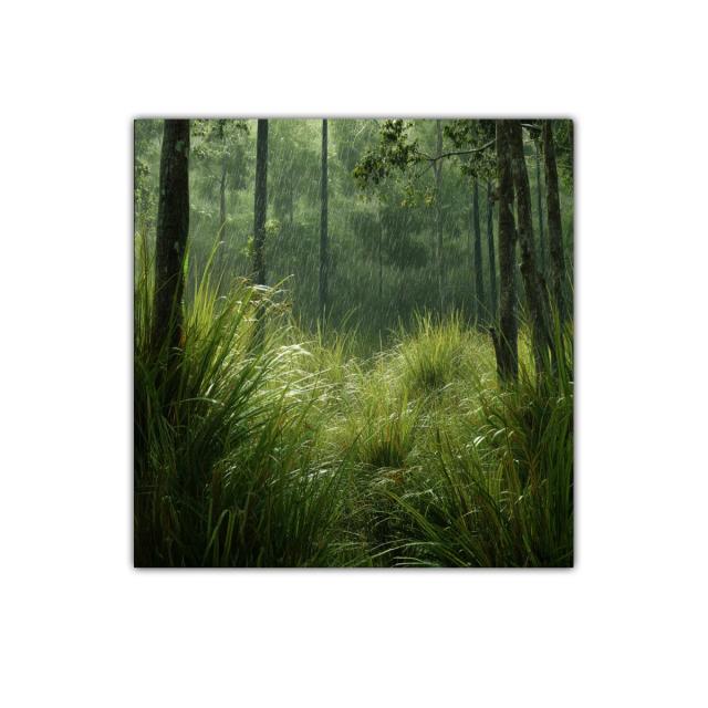 Bosque bajo la lluvia con vegetación luminosa y fresca