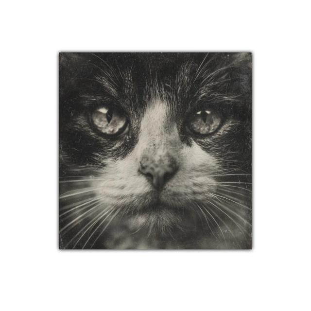 Impactante retrato de gato en tonos monocromáticos
