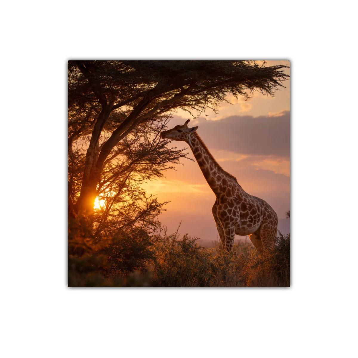 Serena jirafa al atardecer en paisaje natural — imagen principal