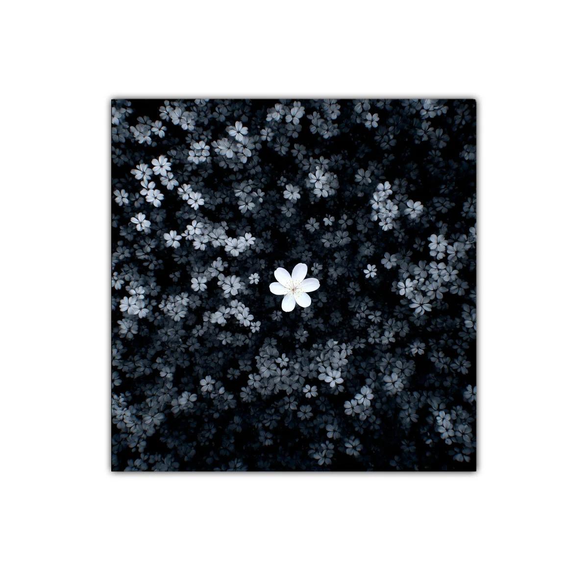 Flor blanca destacada sobre fondo oscuro y floral — imagen principal