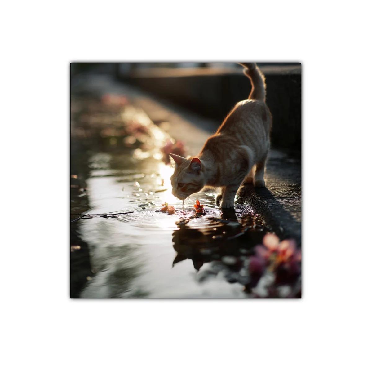 Gato bebiendo en charco con luz de atardecer