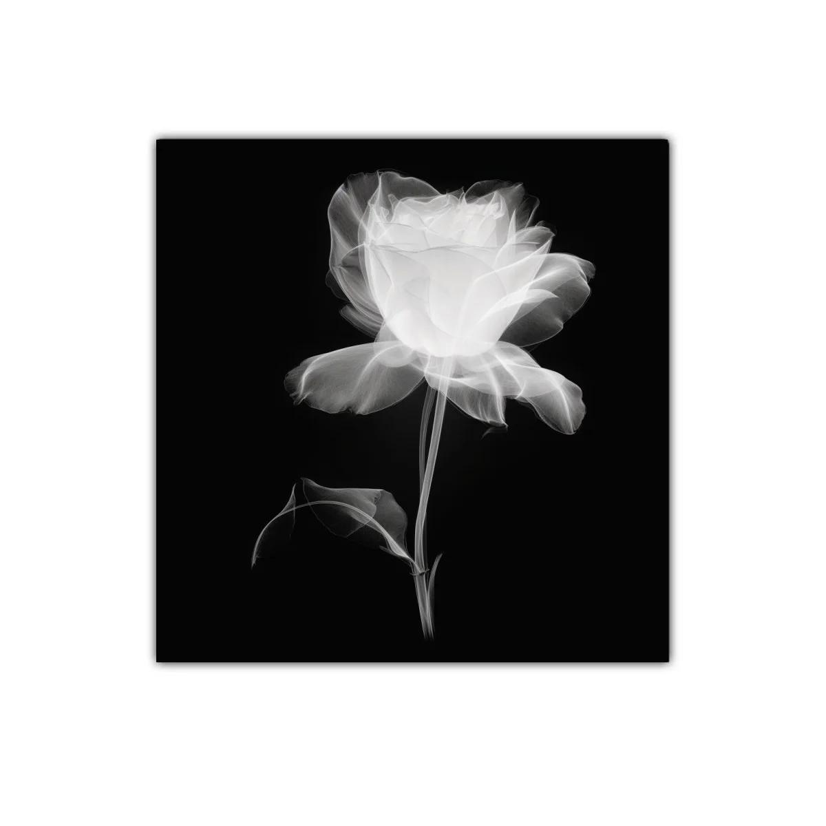 Rosa blanca etérea sobre fondo oscuro — imagen principal