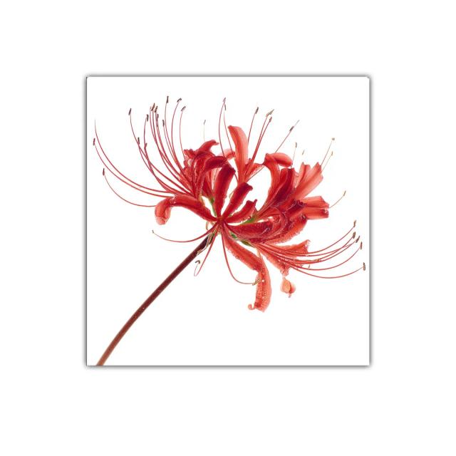 Flor roja elegante con delicados filamentos en blanco